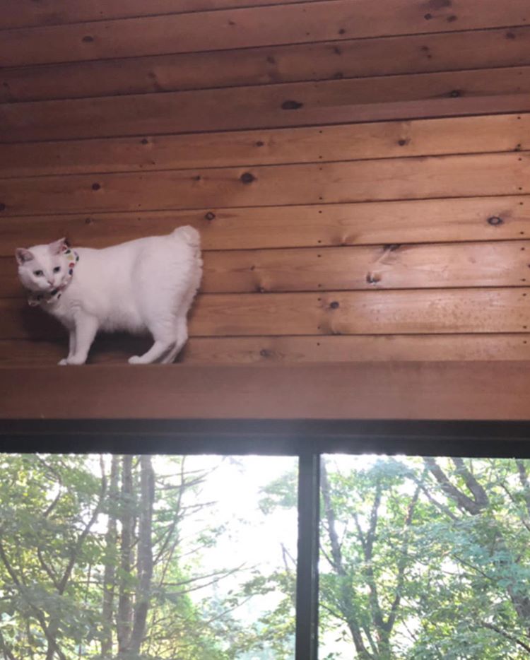 木に囲まれた木の家で、夏を6猫たちと過ごす @maihimemoco さん