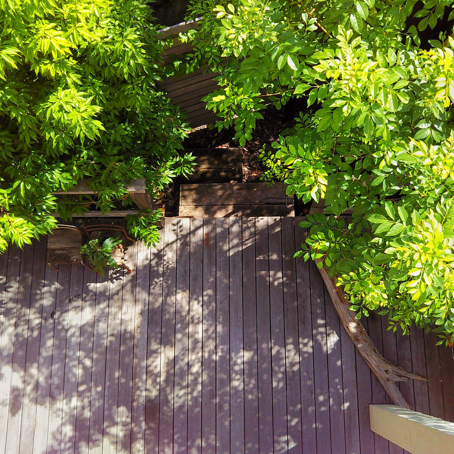 木づかいアイデア賞 petitesplumesさん（Room No. 5279629）緑に囲まれたウッドデッキにキラキラと落ちる木漏れ日