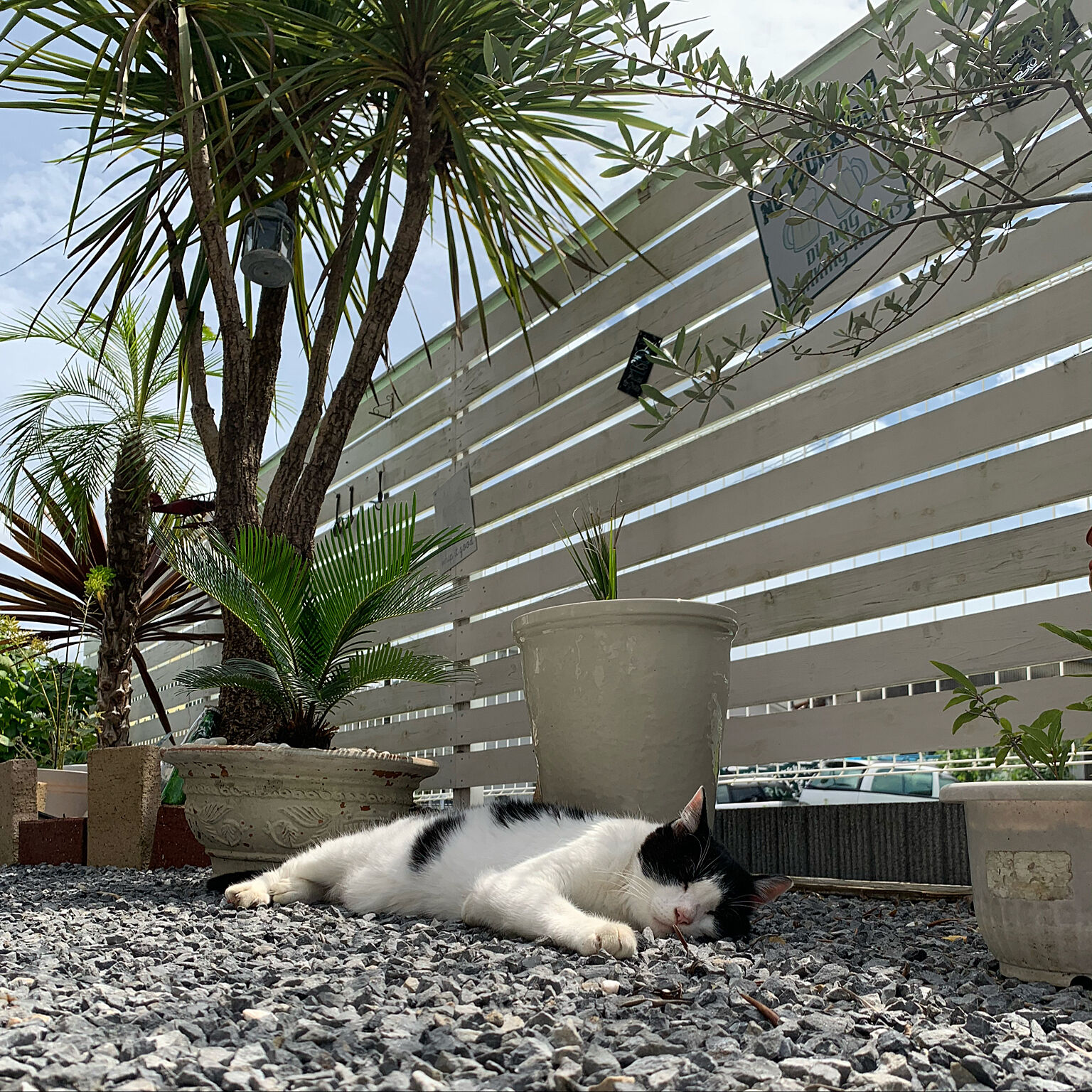 odekoさん（Room No. 987193）ウッドフェンスで出来た陰で気持ちよく眠る猫ちゃん🐈自然素材は動物にも優しい