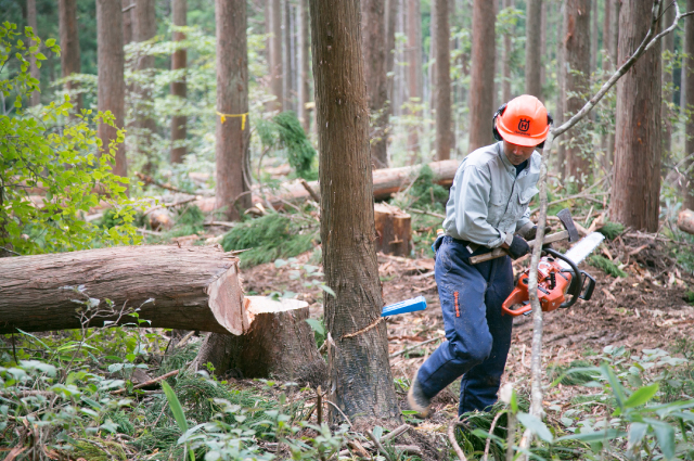 建設用の木材は香美町の森から伐り出された（写真提供 NPO法人サウンドウッズ）